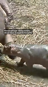 Fiona the world-famous hippo can add 'big sister' to her résumé after her mom, Bibi, gave birth to another calf at the Cincinnati Zoo 🦛 | NowThis