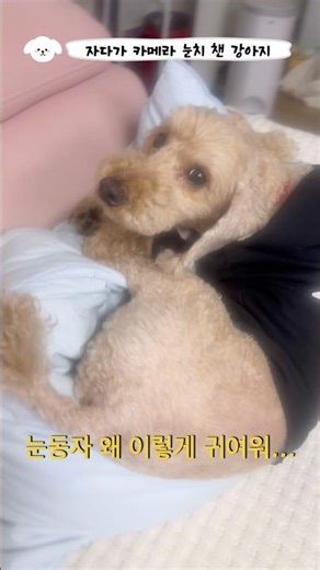 베개 위에서 자는 강아지 처음 봤다 #강아지일상 #반려견 #애견영상 #강아지브이로그