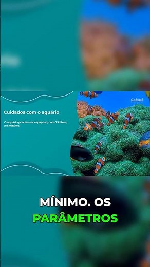 How to set up the ideal aquarium for clownfish.