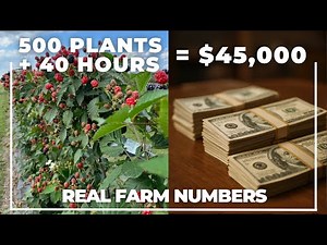 $675/Hour Farming: The U-Pick Blackberry System Nobody's Talking About