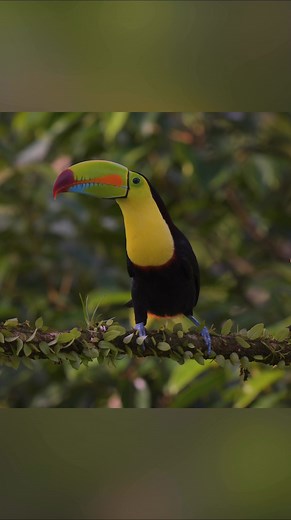 Keel-billed toucan calling in Costa Rica | Harry Collins Photography