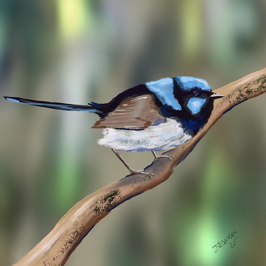 Original Digital Painting of a Blue Wren , Beautiful Wall Art - Etsy Australia
