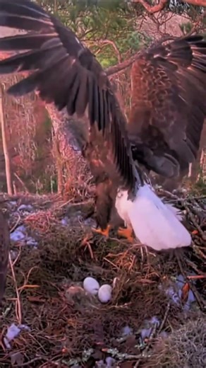 Take off from the spot #wildlife #nest #birds #birdofprey #eagle #animals #nature #baldeagle