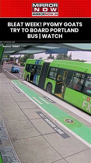 Portland: 2 Pygmy Goats Try To Board, Then Make A Quick Exit | Commuters Shocked #shorts