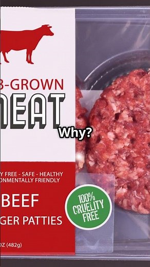 Insects in Your Dog’s Bowl? Eco Protein Explained!