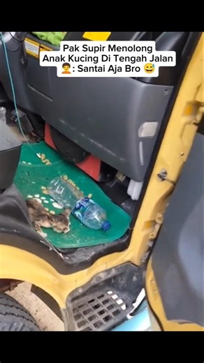 Driver Helps Kitten #shorts #cat #cats #animals #catlovers #rescue #kitten #pets #sad