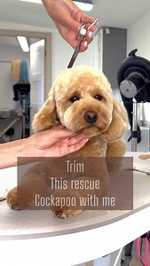 Quick pet styling on dogs like this is essential and using the right tools definitely help speed up the pet trimming process. All tools used from The Coat- Giving this rescue Cockapoo the pampering she deserves #cockapoo #grooming | Verity Hardcastle