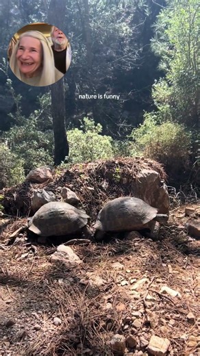 Turtle Pushing Turtle Over the Rock #funny #animals