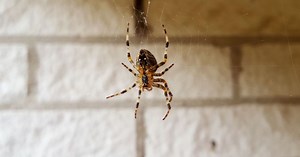 ¿Qué significa la presencia de arañas en tu casa?