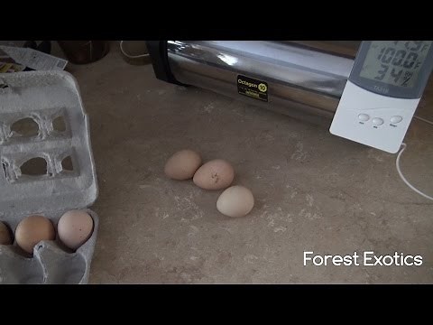 Guinea fowl Egg Incubation