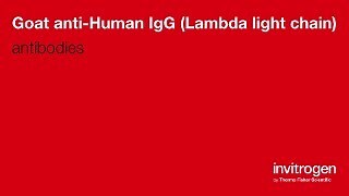 Goat anti-Human IgG (Lambda light chain) Antibodies | Invitrogen
