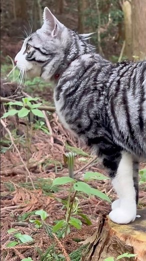 Listen Closely... 🎧 Nature Cat ASMR in the Woods