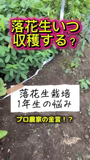【落花生いつ収穫する？】落花生の収穫時期は、葉が黄変してから…そう本で読んだのですが、お隣のプロ農家さんは違うようで…いつ収穫すれば良いか迷ってしまった。落花生栽培1年生。