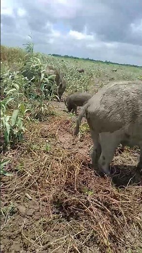 Incredible Animals in Nature: A Journey Through Wildlife Wonders 🌍🐾,trending ,wild animalsanimals