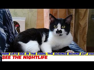 How Cats See in the Dark: The Science Behind Cat Vision