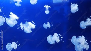 Meduse jellyfish Constellated. White translucent jellyfish swim slowly against a blue background at the oceanarium in Monaco. phyllorhyza punctata. Stock Video