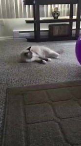 6.7K views · 312 reactions | Oh Mr. Fluffymuff☺️..Nothing better than some quality time with his "Tiny Human". Best friends forever these two❤️❤️ | Fluffymuff Productions | Facebook