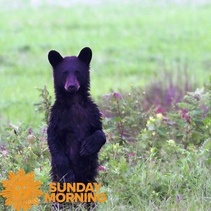 232K views · 10K reactions | DO NOTHING FOR TWO MINUTES Take a few minutes, turn up the volume as we leave you among the black bears at the Alligator River National Wildlife Refuge in East Lake, North Carolina. Videographer: Carl Mrozek https://cbsn.ws/2CXgvKa | CBS Sunday Morning | Facebook