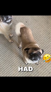 You had a bad day ? 😂 | Pug Philosophy