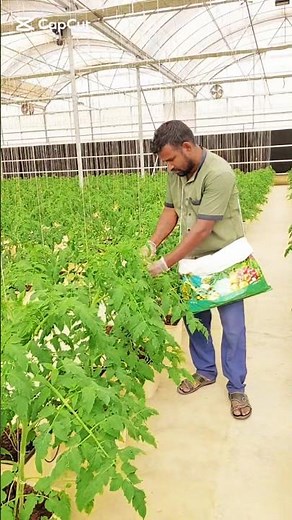 How to Support Tomato Plants Using Trellis & Clips? #Tomato #hydroponicfarming #garden
