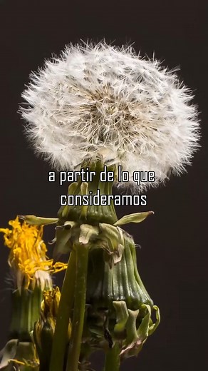 Este noviembre, el Festival de Literatura de Bogotá con su lema “Se crece para la vida” llega a su edición número 13, celebrando a quienes se niegan a ser etiquetados. 🌱✨ Diana Marcela Molano, la primera poeta con síndrome de Down en publicar un libro en Colombia, nos recuerda que, así como el diente de león se transforma, nosotros también cambiamos a lo largo de la vida. ¿Seremos tallo, flor o semilla al viento? No hay nada común en la naturaleza ni en nosotros. 🌿 Ven y celebremos la transfor