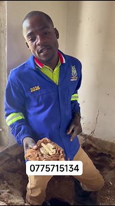 493 reactions · 28 comments | Thank u for trusting Tinash Fumigators Pest Control Harare zvibaba panyaya dzekugadzira dzimba pamajuru tifonerei kwese kwamuri touya toita nice jobe with negotiation price i thank u 077 571 5134 | Tinash Fumigators Pest Control Harare | Facebook