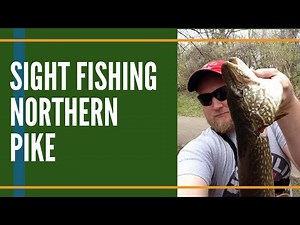Sight Fishing Monster Northern Pike With Live Bluegill // Northern Pike Fishing Videos