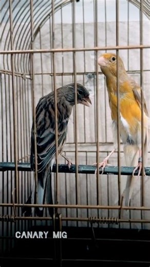 Two Canaries, One Perfect Moment 🐦✨