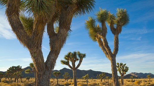 Everything to know about California’s Joshua Tree National Park