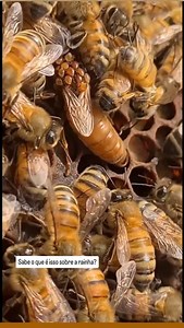 8.6K views · 6.3K reactions | O Ácaro Varroa Destructor: * O que é:...