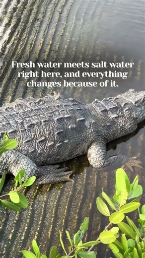 Why the Everglades Is Unlike Anywhere Else on Earth