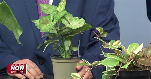 Plant Care 101: Keeping plants healthy and happy