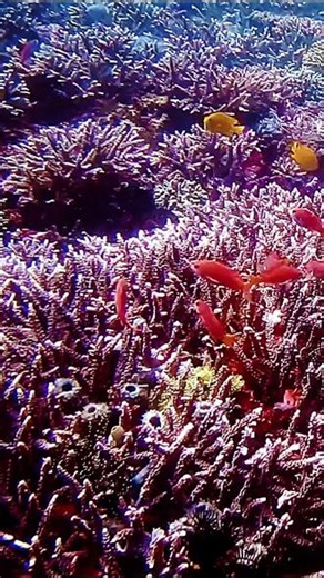 珊瑚礁生态 阳光穿透碧海，五彩珊瑚铺展成海底秘境。鱼群穿梭其间，生物彼此依存，生机涌动，这片珊瑚礁，是蔚蓝大海里最热闹的生命绿洲。