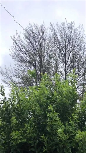 The Joyful Return of the Currawongs to My Garden