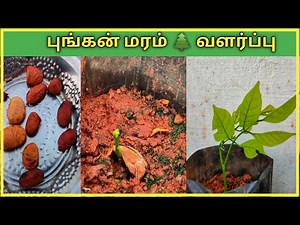 மழையை ஈர்க்கும் புங்கன் மரம் 🌲 வளர்ப்பது எப்படி? How to grow Pongamia Pinnata tree?