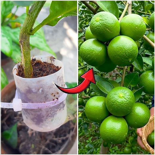 7.2K views · 49 reactions | Using air layering for growing lemon plant at home | Tips & tricks in this video | Rana Craft | Facebook