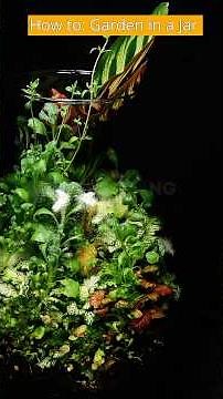 How to set your own plant terrarium in a jar! #gardening #diy