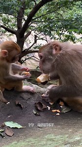 286K views · 5.1K reactions | Beautiful Mommy Monkey Feed Lovely Baby | TV Monkey | Facebook