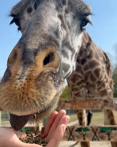 5.4K views · 93 reactions | The Toronto Zoo on Reels | Facebook