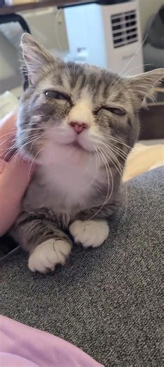 🚦 Hoping this reaches the right people 🙏 ✨️ DOES ANYONE know of anyone who rents out homes/Apts in utah? Slc, murray, Jordan area etc. Our lease ends in Sept and I want to find a place that will accept my 5 1/2 cats and 2 dogs, one of which is a service dog in training. Very small dogs! 12lb dachshund and 6lb mini schnauzer. I'm desperate to find something. We keep our home really clean, and my pets don't destroy stuff. This post probably won't find me anything, but I thought I'd try anyways. 