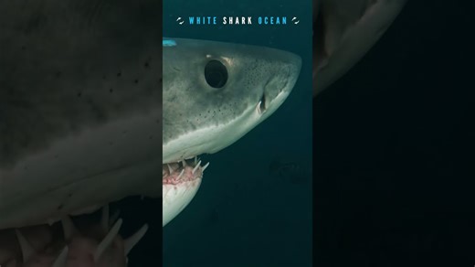 Great white eyeballing the camera