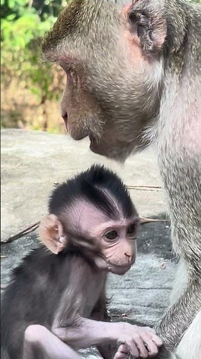 A cute baby monkey's arm was injured taking mother milk and cried#monkeysr#babymonkey#animals#viral