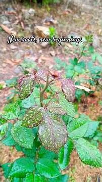 “I explored Rai Homestay and saw rose plants being transplanted 🌹🌿”#explore #rose #floral