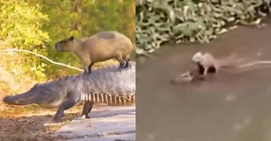 VIDEO: Capibara y cocodrilo se vuelven amigos y cautivan el internet