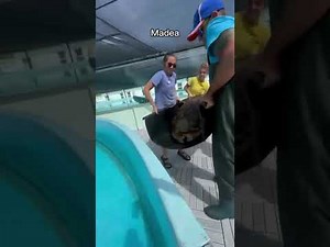 Moving sea turtles out of the tidal pool in preparation for Hurricane Milton’s storm s