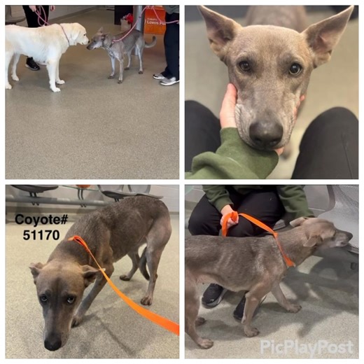 SWEET COYOTE IS IN A FOSTER TO ADOPT HOME UNTIL SPAY!! URGENT RESCUE NEEDED BY 11/13🆘🚨‼️RANDOLPH COUNTY NC SHELTER IS FULL‼️ Coyote was brought into the shelter as a stray by an ACO, it was noted when she arrived at the shelter that both of her pupil’s where different sizes, she was later sent to our local vet. The vet stated that the uneven pupils can be caused by Horner’s syndrome which is lack of sympathetic nerve function in her right eye, no treatment was given at this time due to it dose