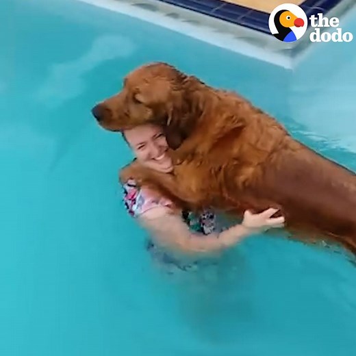 1.8M views · 48K reactions | This dog is making his mom stay in the pool with him  | The Dodo | Facebook