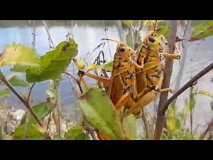 Eastern Lubber Grasshoppers Mating