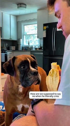Boxer dogs running on pure chaos with zero pause button 🐶😂 #FunnyDogs #BoxerEnergy #DogComedy