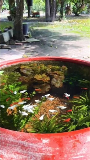 Molly fish pond setup #mollyfish #fishpond #aquariumfish #shorts